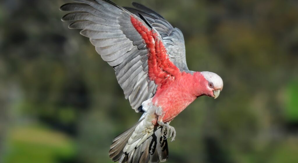 Galah
