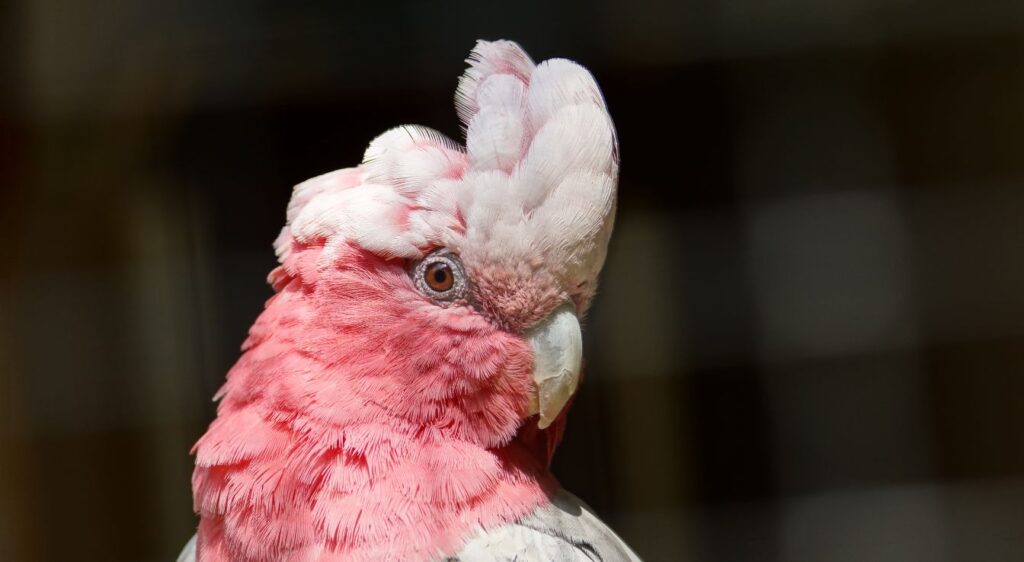 Galah