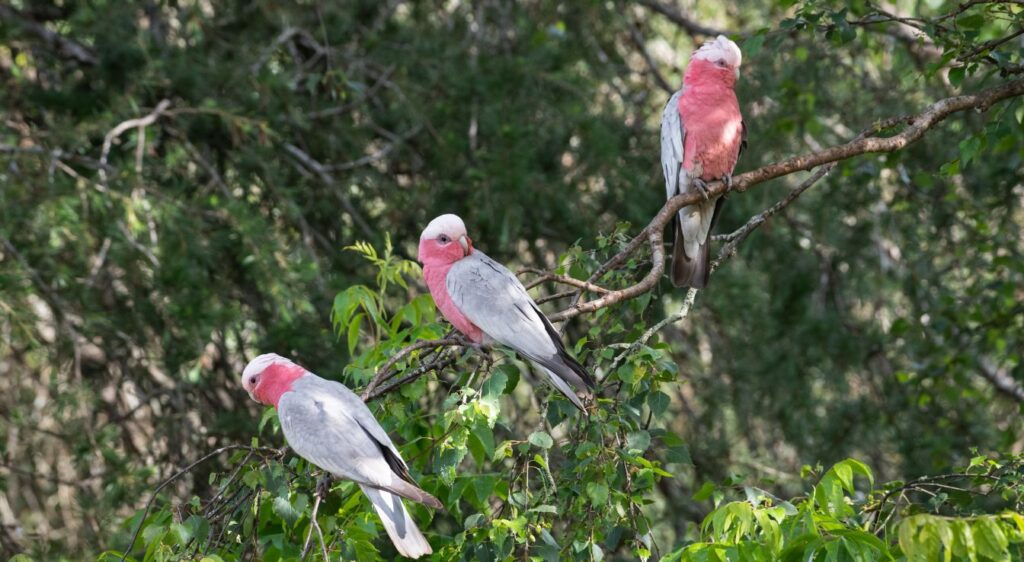 Galah