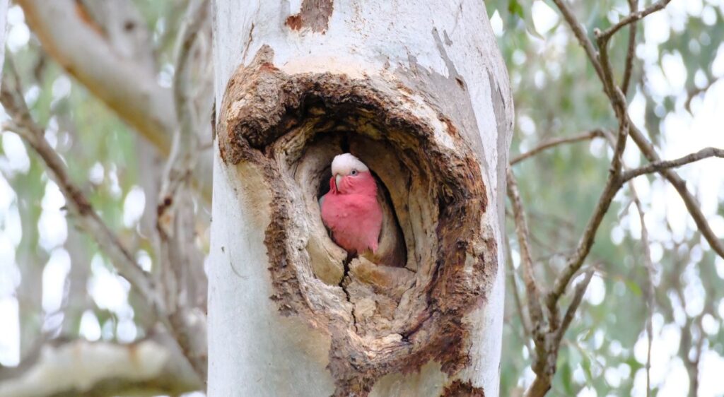 Galah