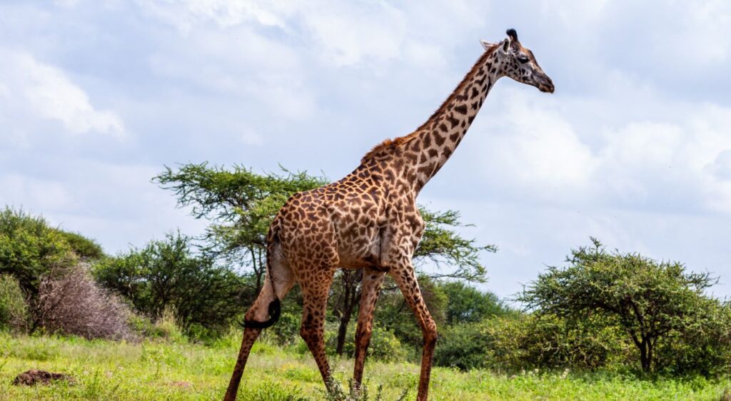 Girafe