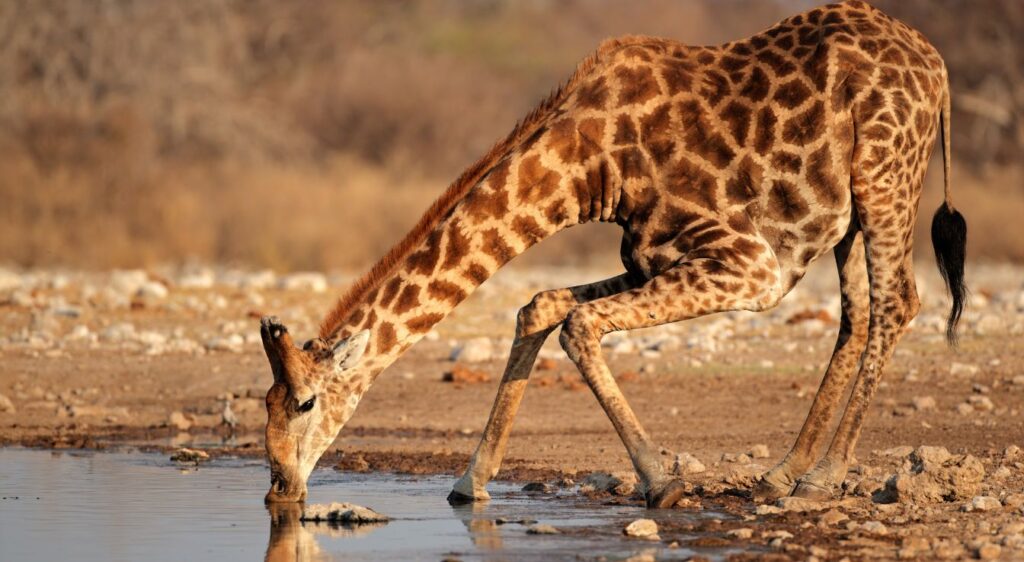 Girafe