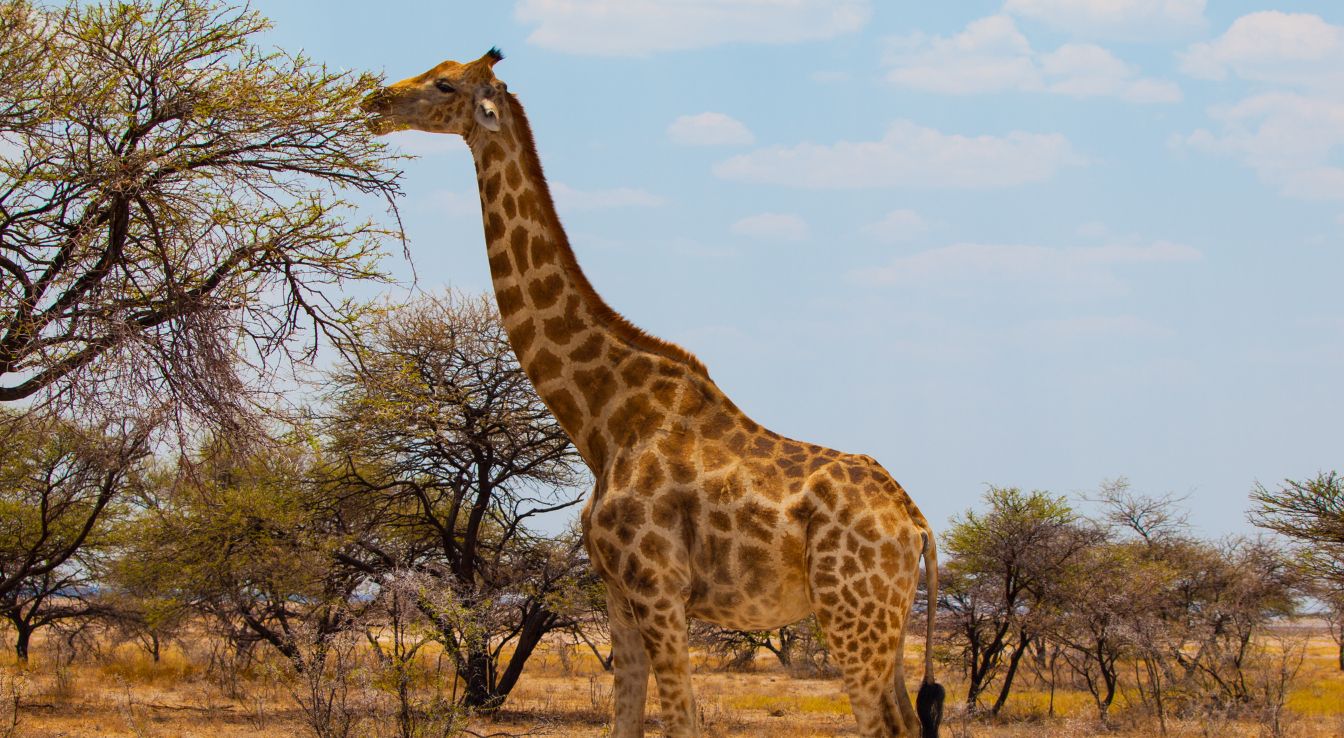 Girafe