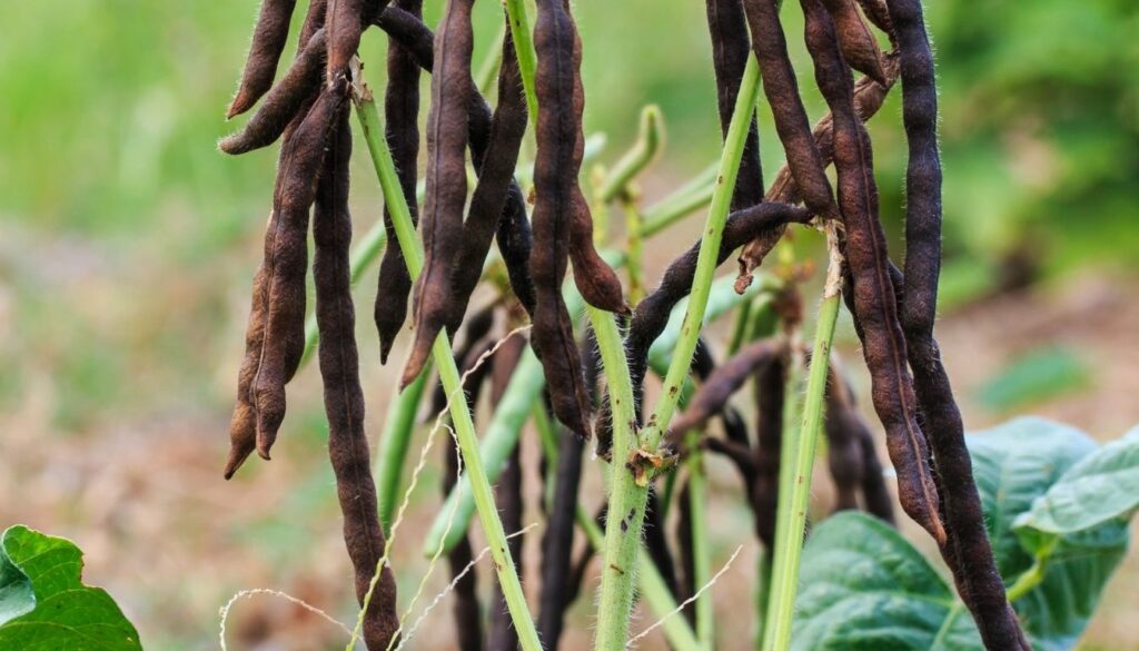 Haricots mungo