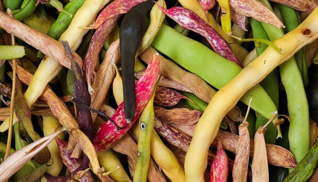 Haricots