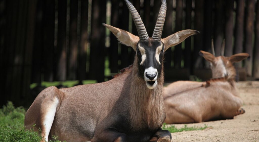 Hippotrague