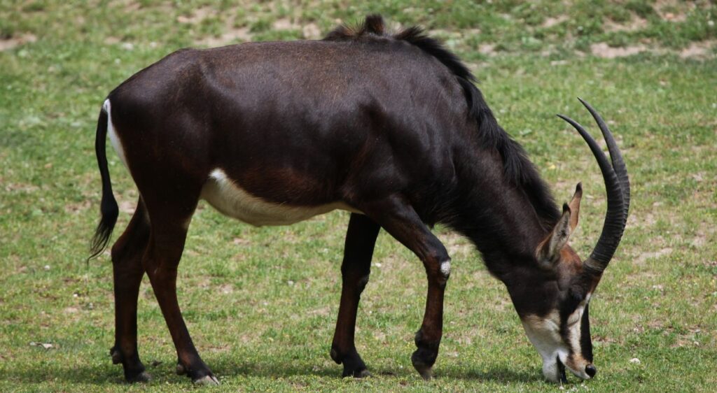 Hippotrague