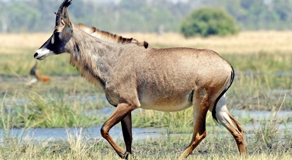 Hippotrague
