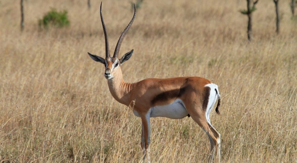 Impala