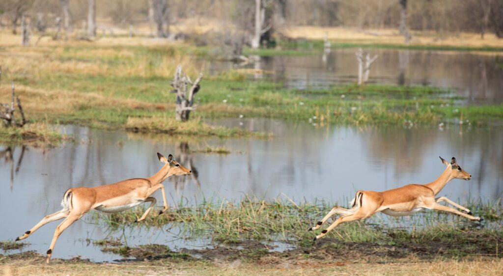 Impala