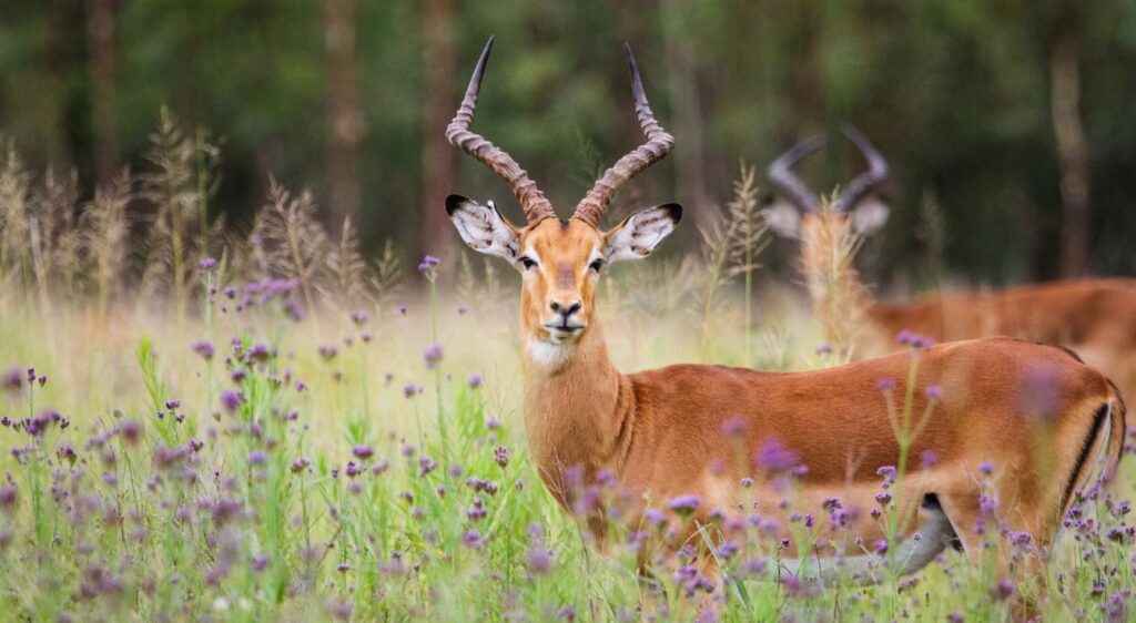 Impala
