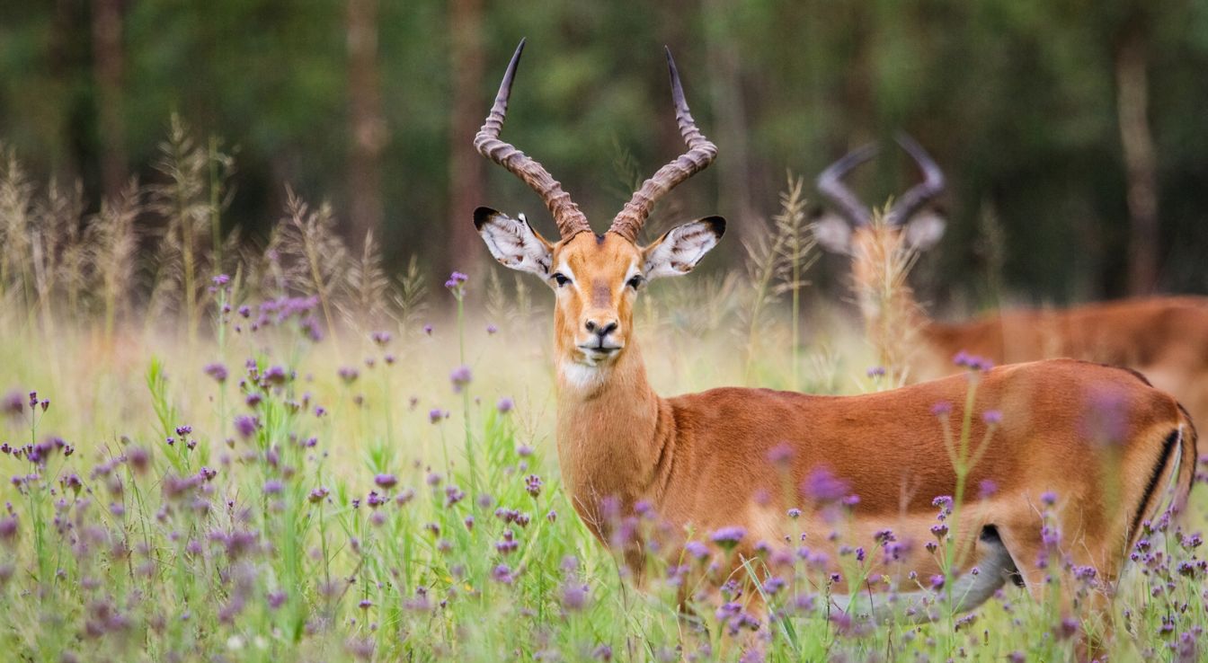 Impala