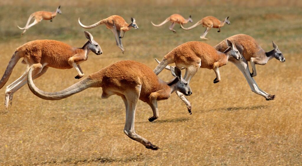 Kangourou