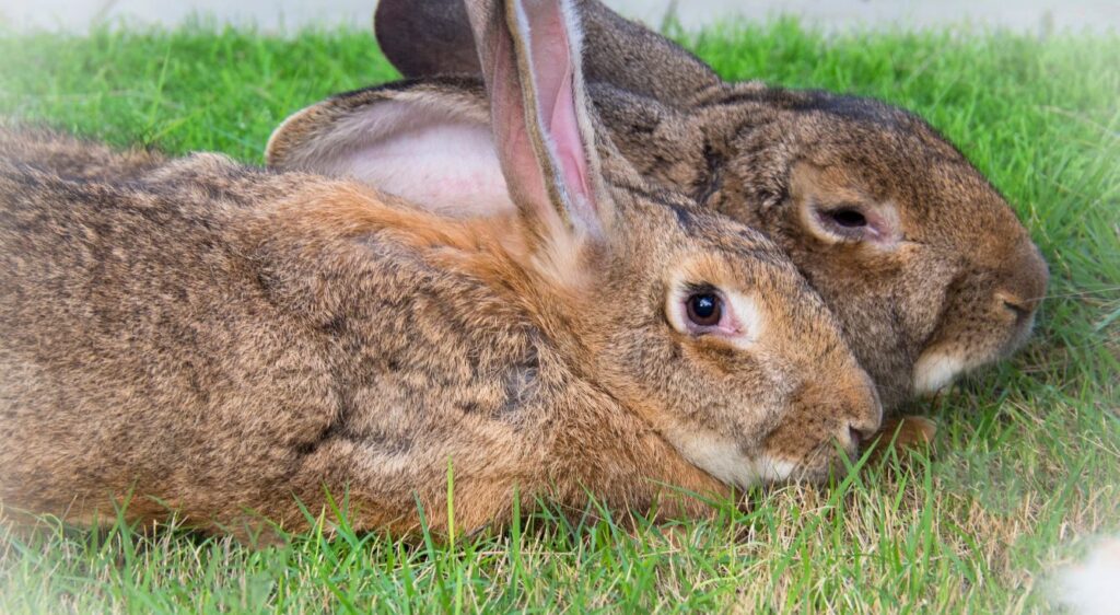 Lapin géant des Flandres