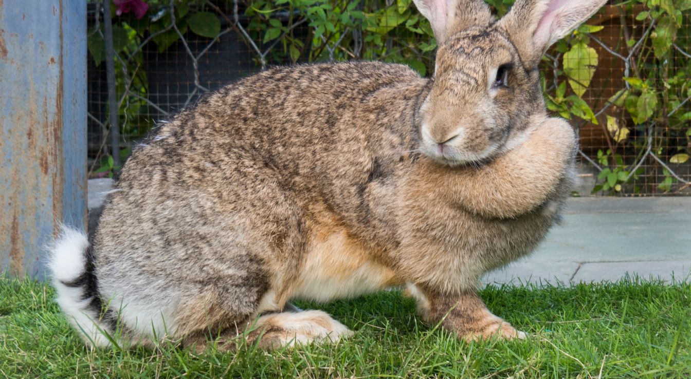 Lapin géant des Flandres