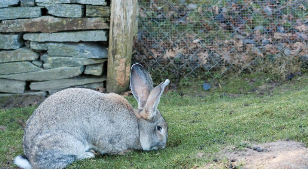 Lapin géant des Flandres