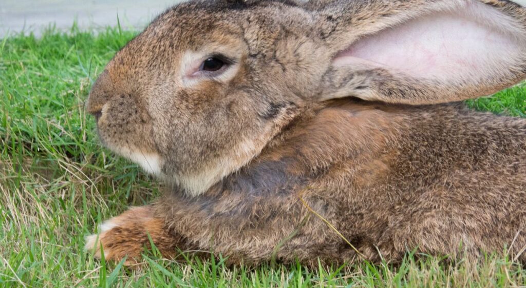 Lapin géant des Flandres