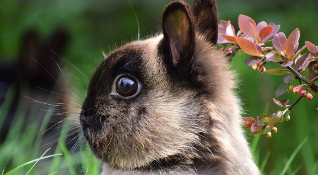 Lapin nain