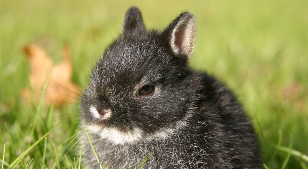 Lapin nain
