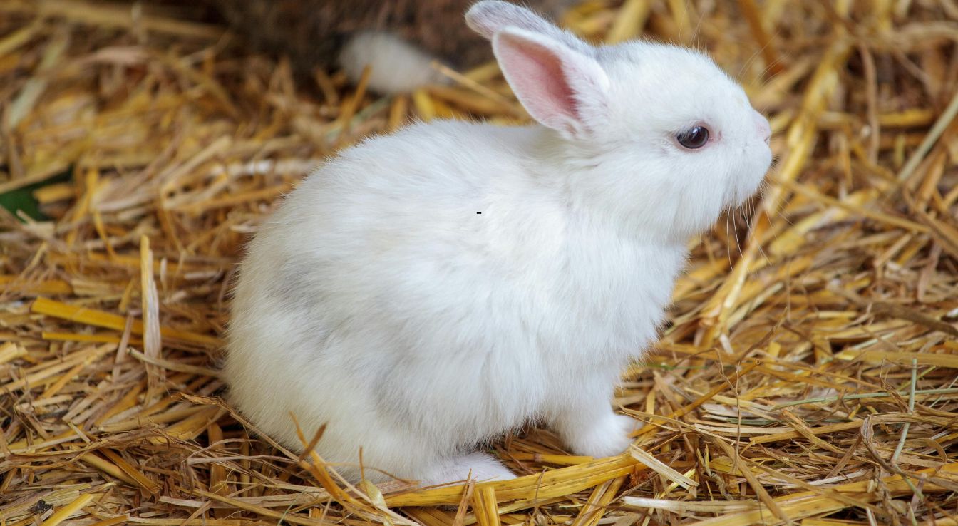 Lapin nain
