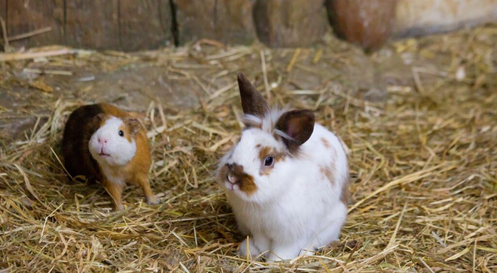 Lapin nain