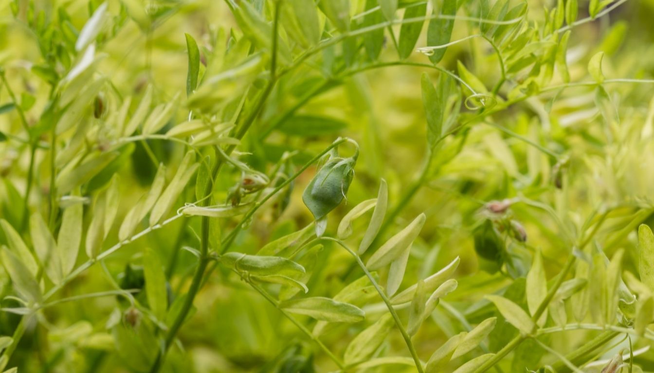 Lentille