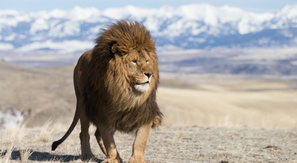 Lion de l'Atlas