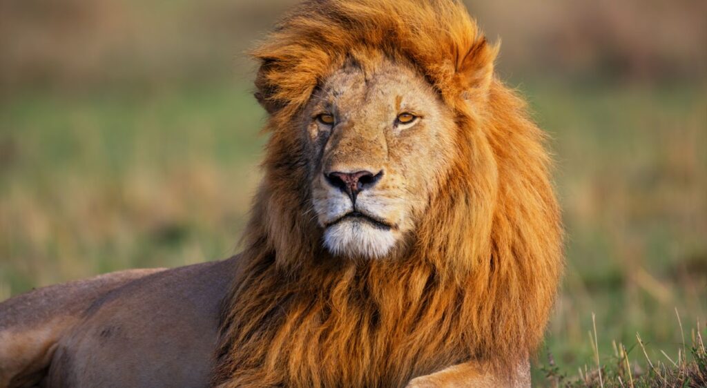 Lion de l'Atlas