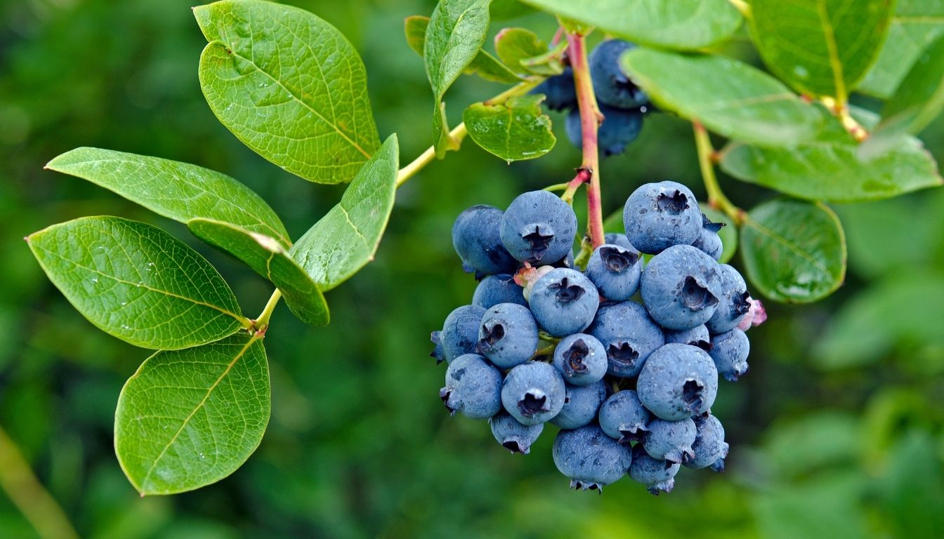cultiver le myrtillier