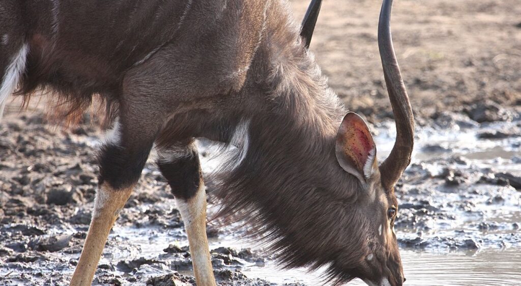 Nyala