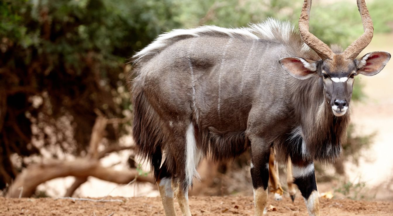 Nyala
