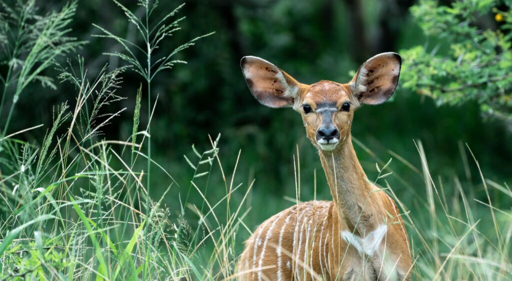 Nyala