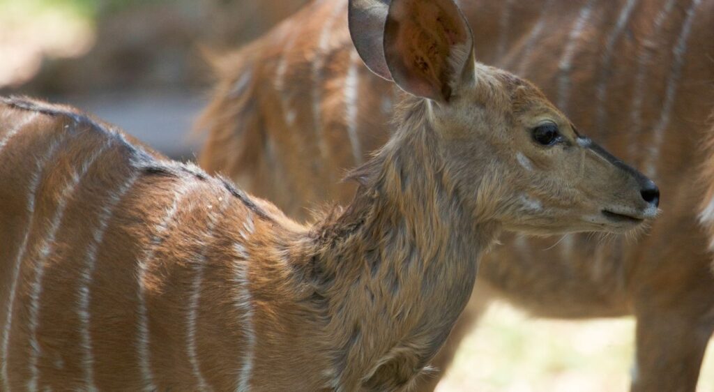 Nyala