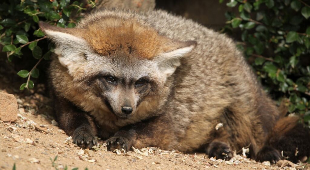 Otocyon