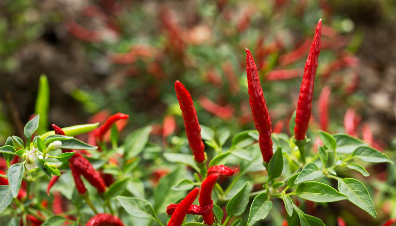 Piment culture