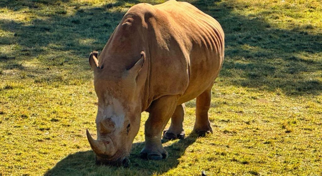 Rhinocéros