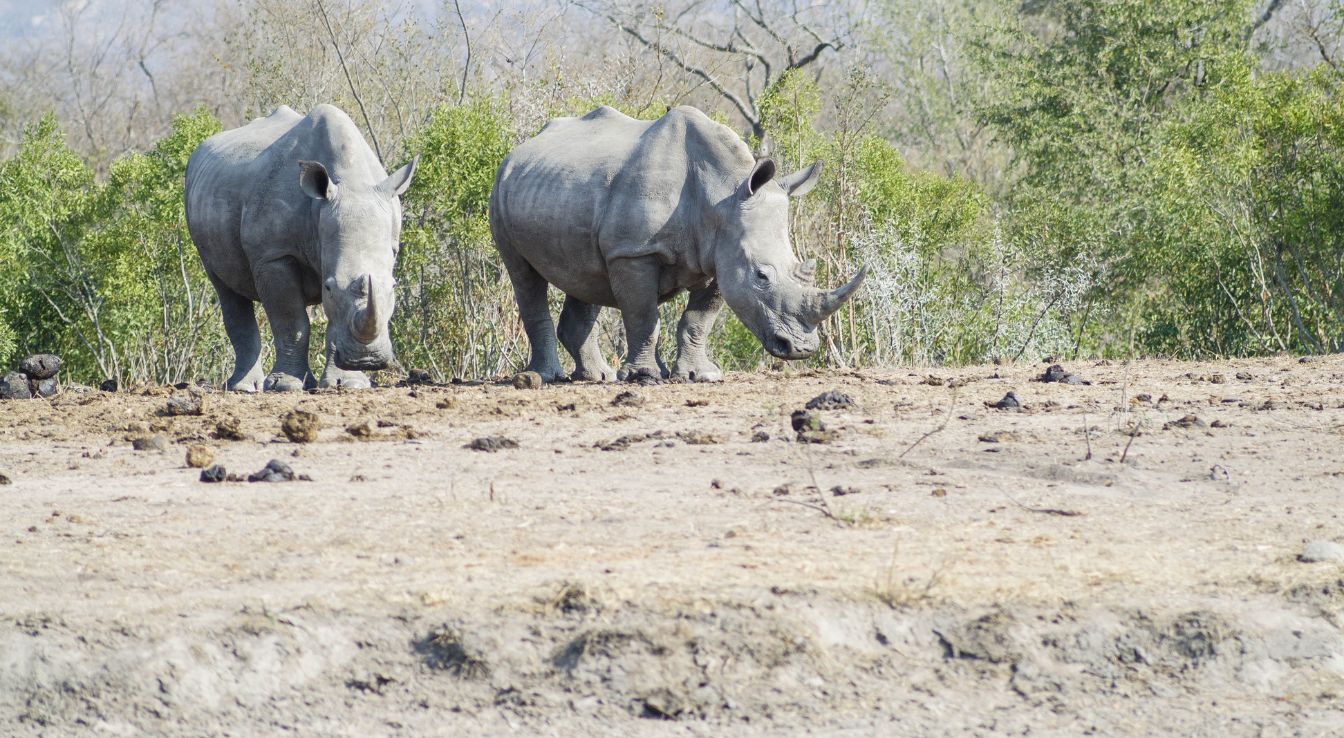 Rhinocéros