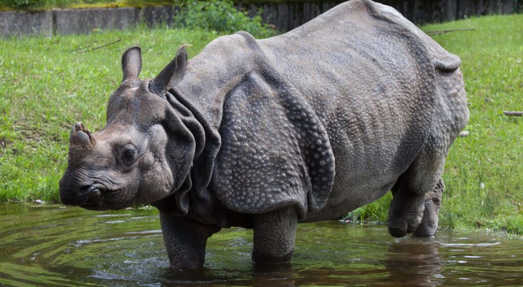 Rhinocéros