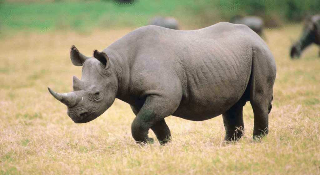 Rhinocéros