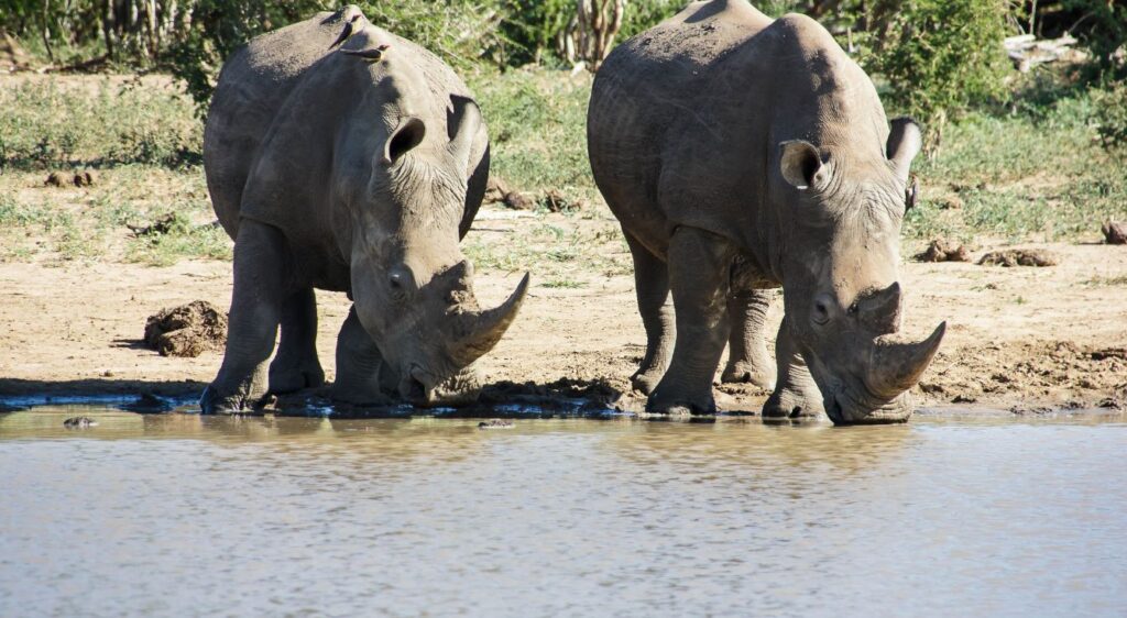 Rhinocéros