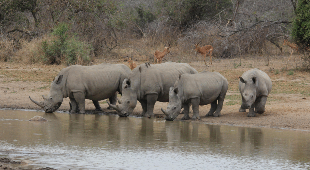 Rhinocéros