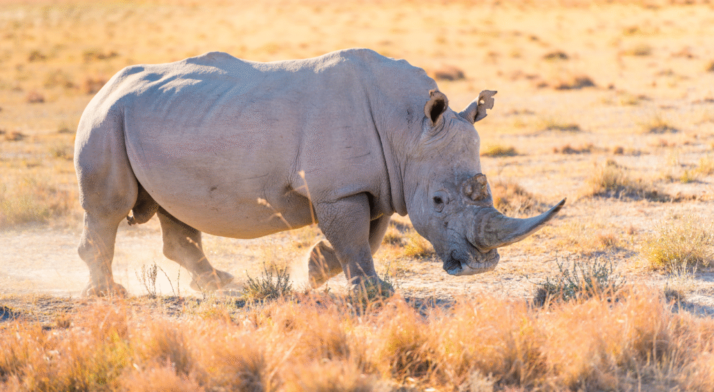 Rhinocéros