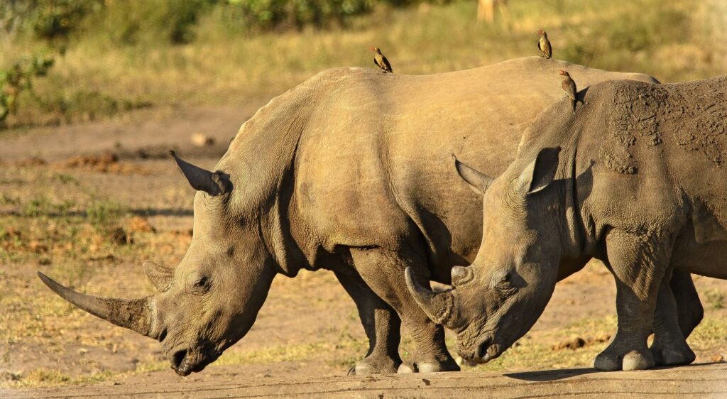 Rhinocéros blanc