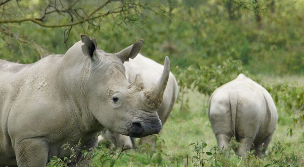 Rhinocéros blanc