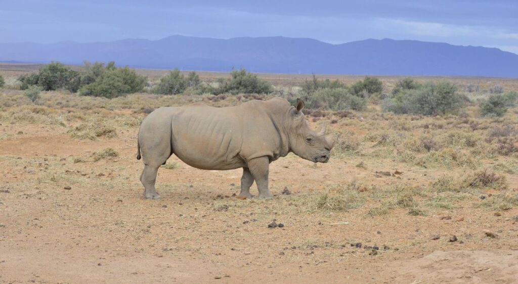 Rhinocéros blanc