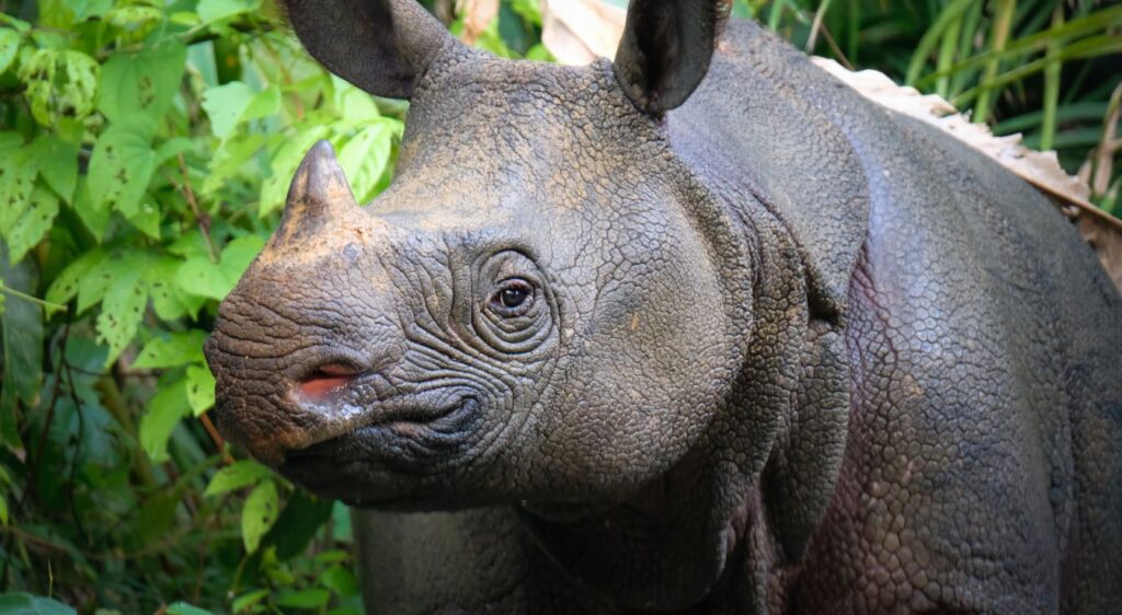 Rhinocéros de Java
