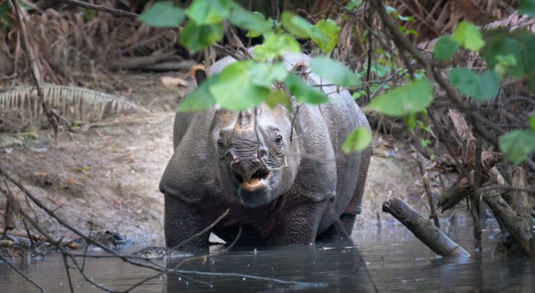 Java Habitat Rhinocéros De Java : Portrait De L’espèce La Plus Rare