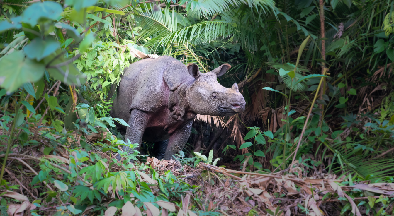 Rhinocéros de Java