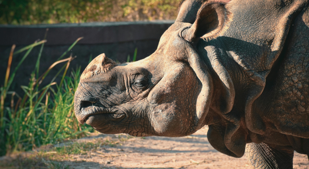 Rhinocéros indien