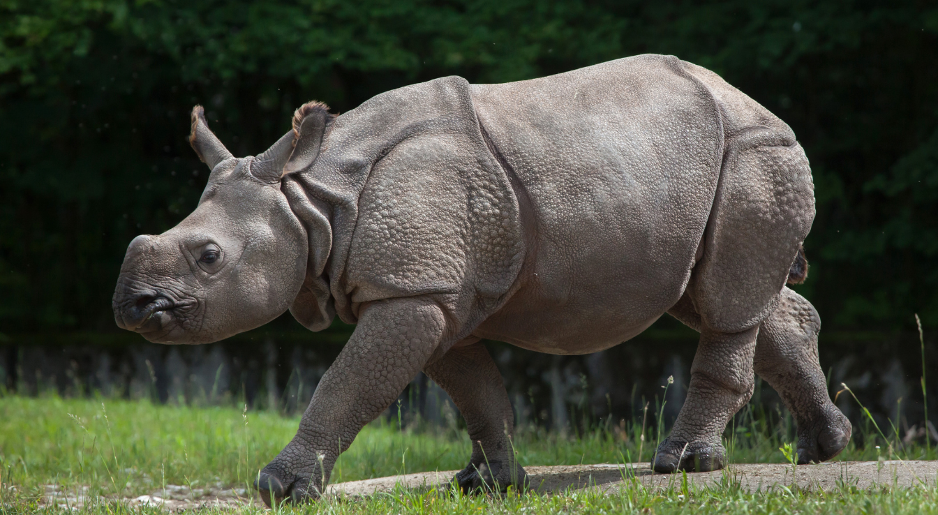 Rhinocéros indien